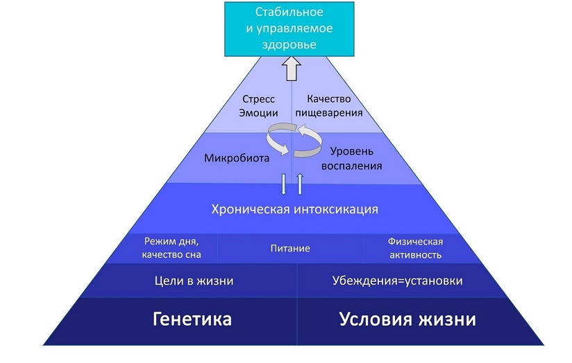 Натуропатическая пирамида здоровья доктора Соколинского